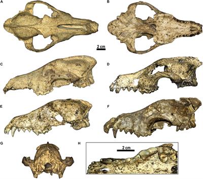 The Wolf From Dmanisi and Augmented Reality: Review, Implications, and Opportunities
